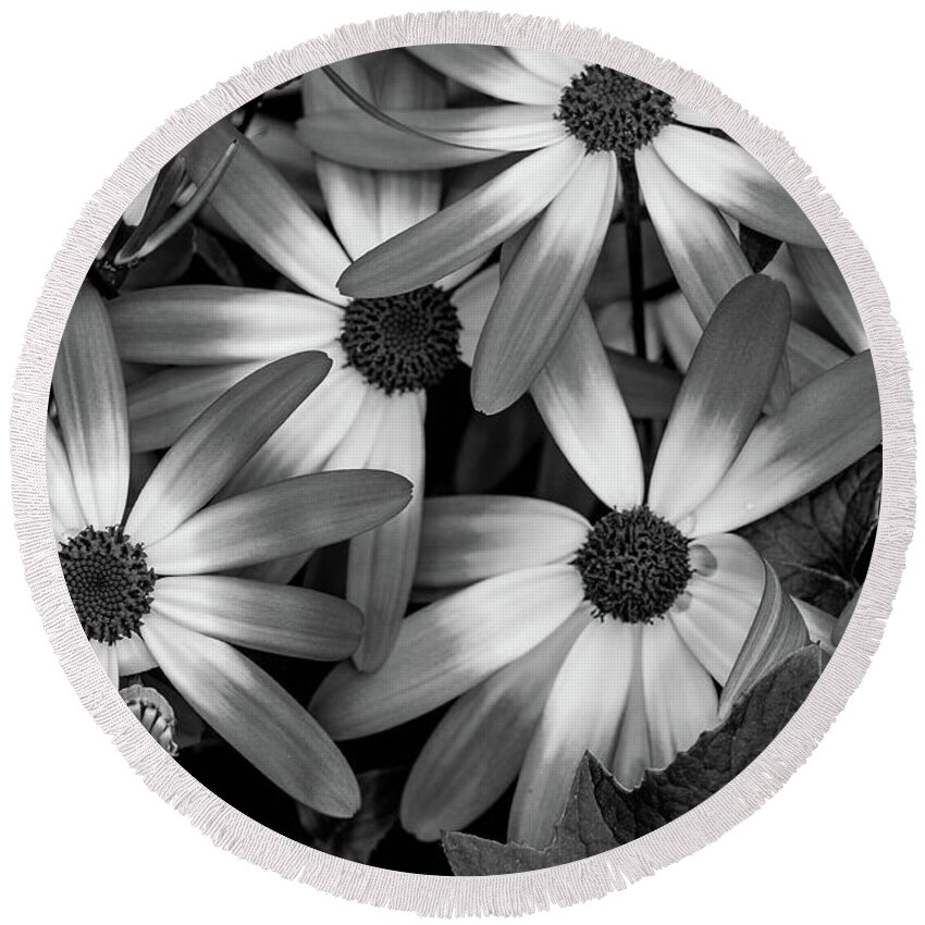 Nature Round Beach Towel featuring the photograph Multiple Daisies Flowers by Louis Dallara