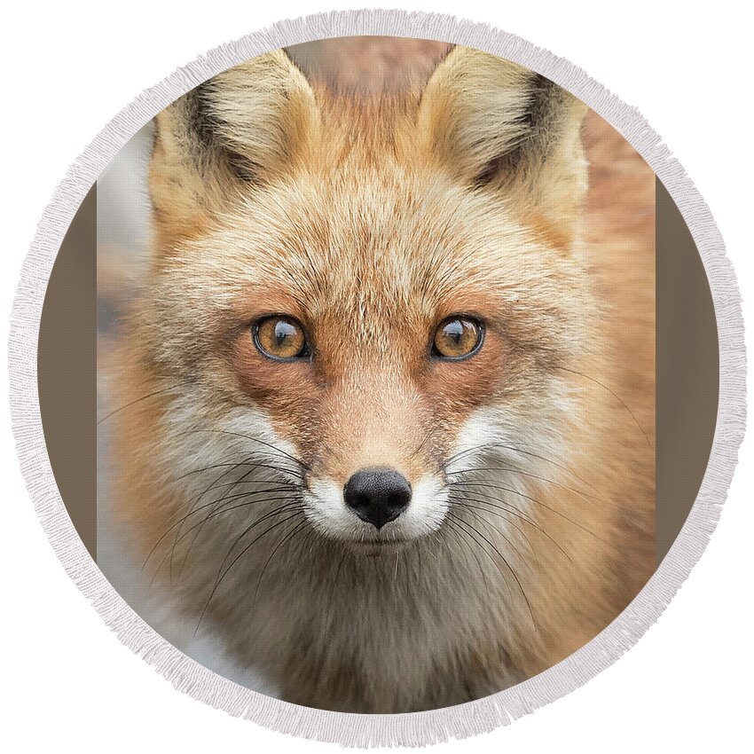 Red Fox Round Beach Towel featuring the photograph My Eyes by Everet Regal