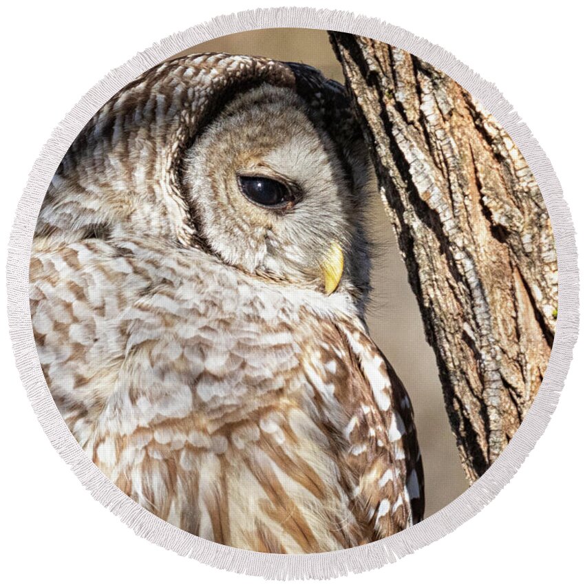 Barred Owl Round Beach Towel featuring the photograph Nap Time by Randy Hall