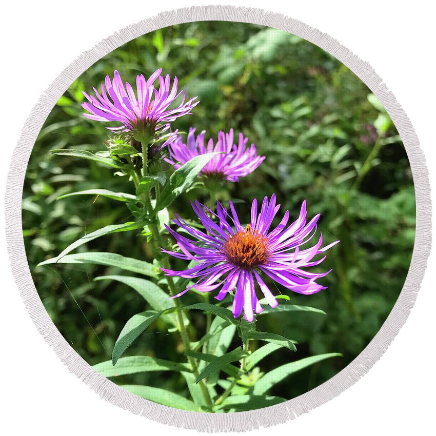 New England Aster Round Beach Towel featuring the photograph New England Aster 4 by Amy E Fraser
