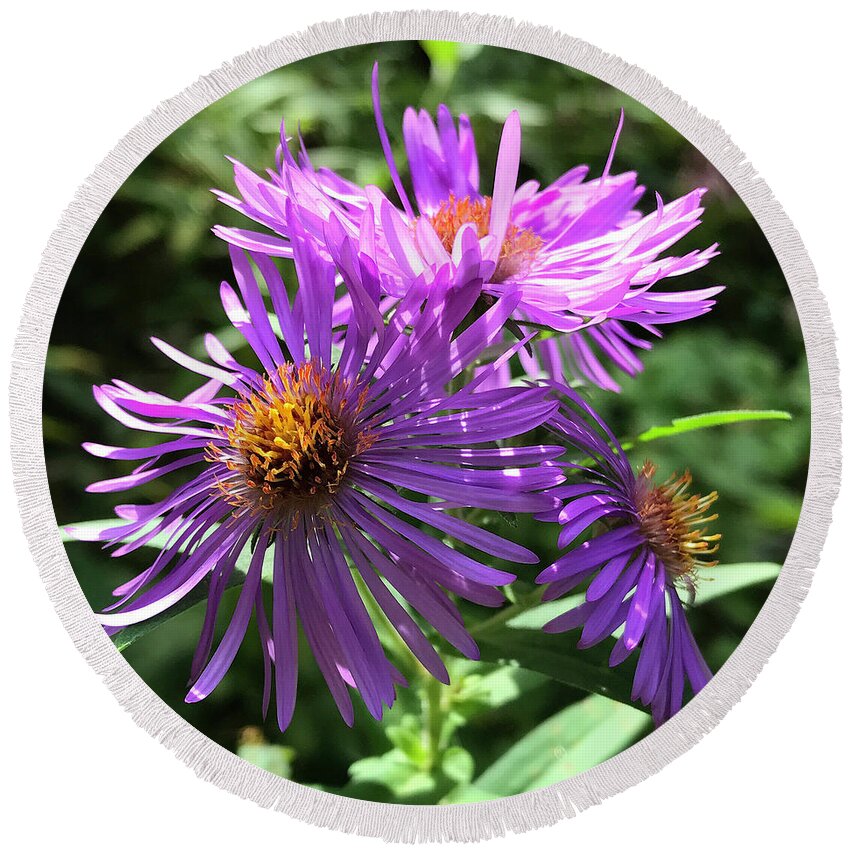 New England Aster Round Beach Towel featuring the photograph New England Aster 8 by Amy E Fraser