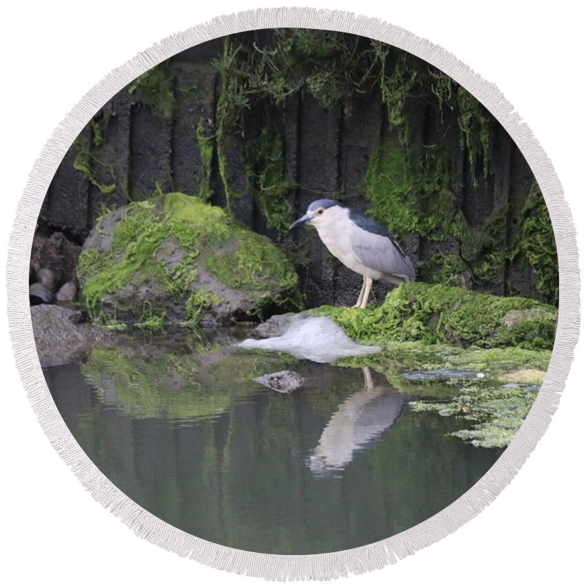 Night Round Beach Towel featuring the photograph Night Heron by Christy Pooschke