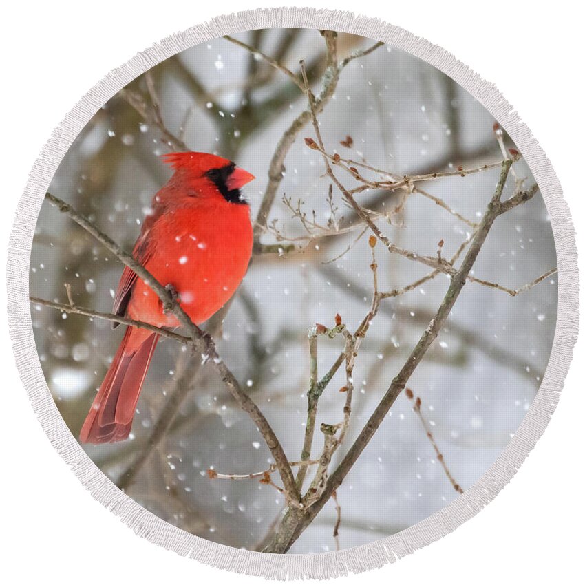 Cardinal Round Beach Towel featuring the photograph Northern Cardinal in Snow #1 by Mindy Musick King
