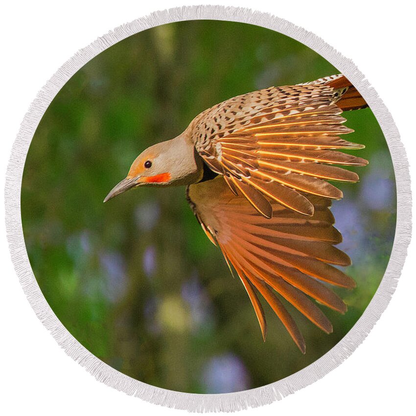 Flicker Round Beach Towel featuring the photograph Northern Flicker in Flight by Lowell Monke