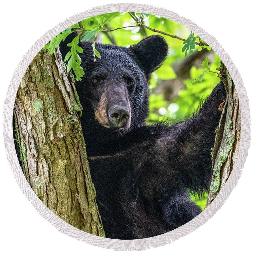 American Black Bear Round Beach Towel featuring the photograph Not All Bears Are Created Equal by Marcy Wielfaert