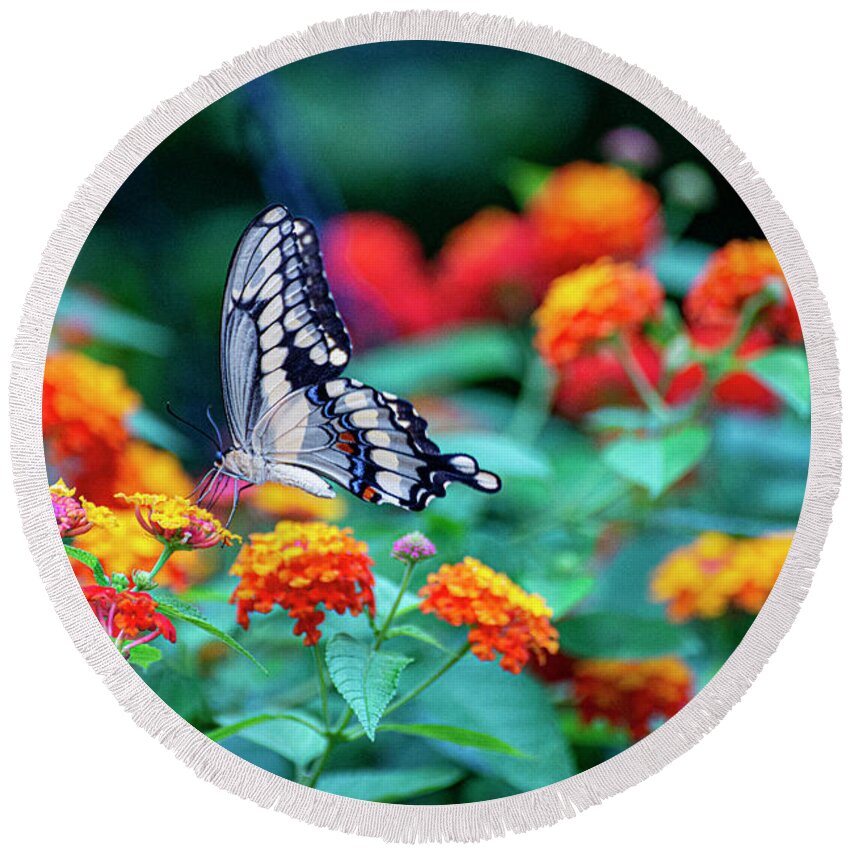 Butterfly Round Beach Towel featuring the photograph Old World Swallowtail by Diane Lindon Coy