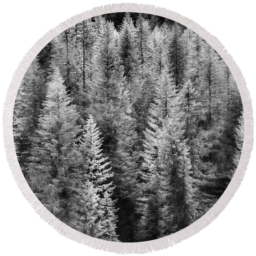 Black And White Round Beach Towel featuring the photograph One Of Many Alp Trees by Jon Glaser