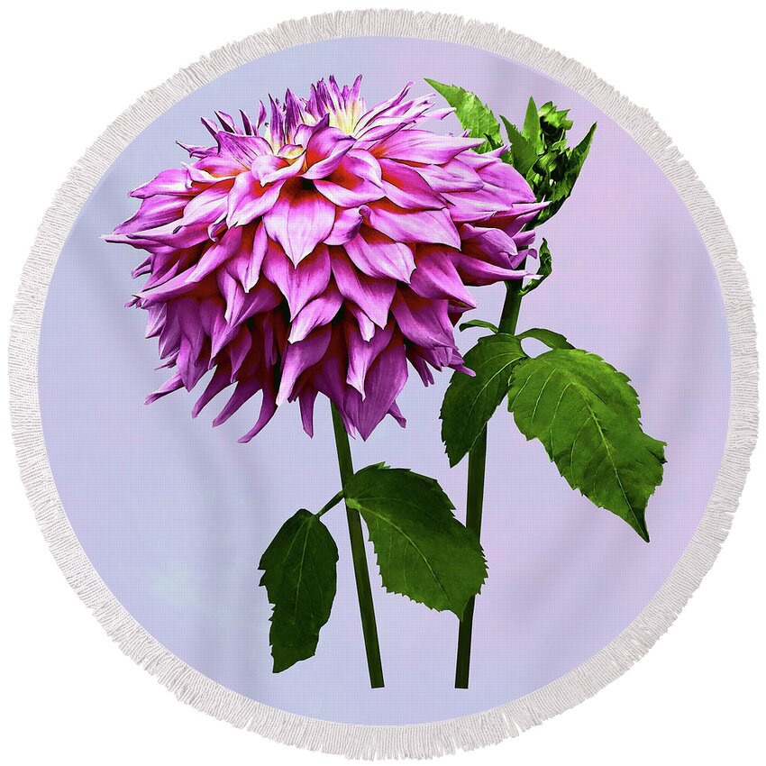 Dahlia Round Beach Towel featuring the photograph One Pink Dahlia and Buds by Susan Savad