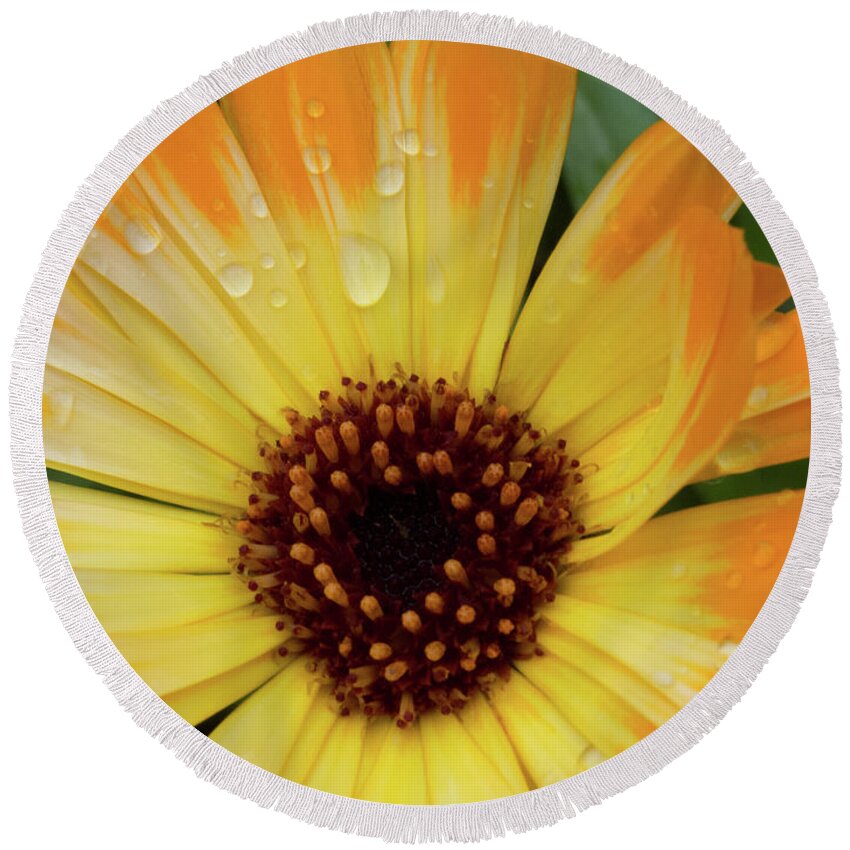 Flower Round Beach Towel featuring the photograph Orange and Yellow Daisy by Christy Garavetto