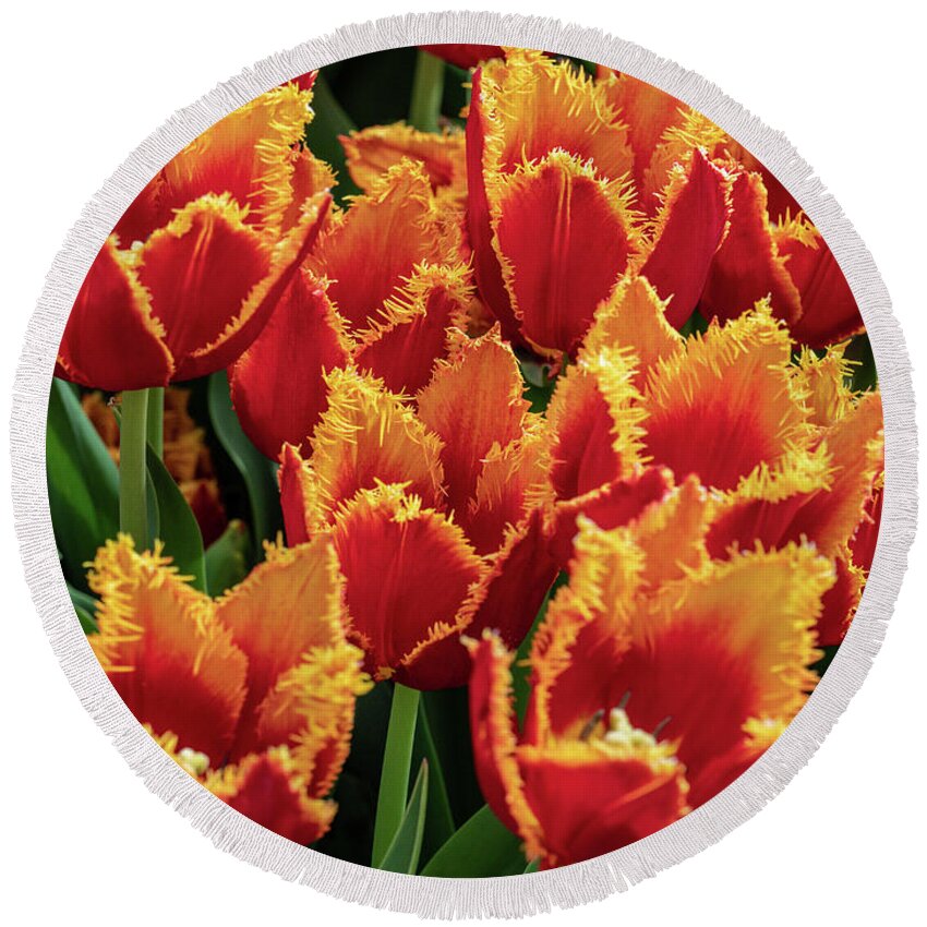 Flowers Round Beach Towel featuring the photograph Orange Fringe Tulips by Louis Dallara