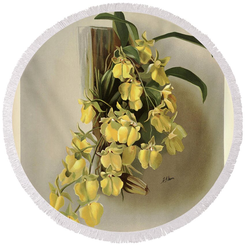 Designs Similar to Orchid, Oncidium Concolor
