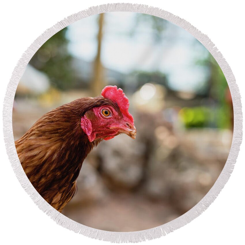 Animal Round Beach Towel featuring the photograph Organic chickens in their corral. by Joaquin Corbalan