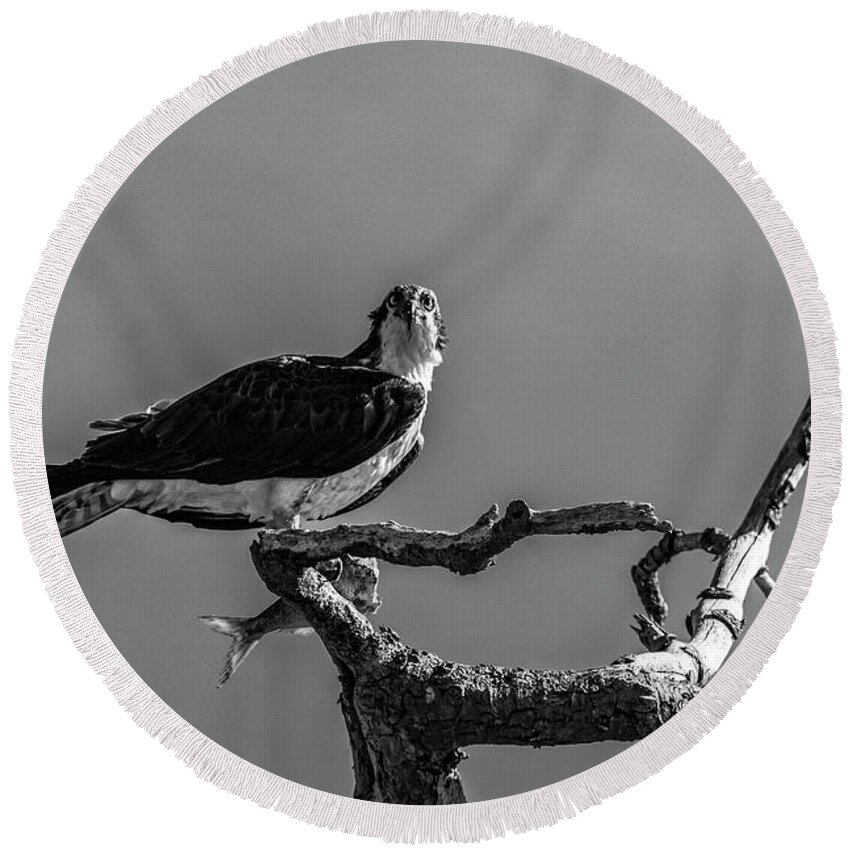 Raptor Round Beach Towel featuring the photograph Osprey With Lunch by Cathy Kovarik