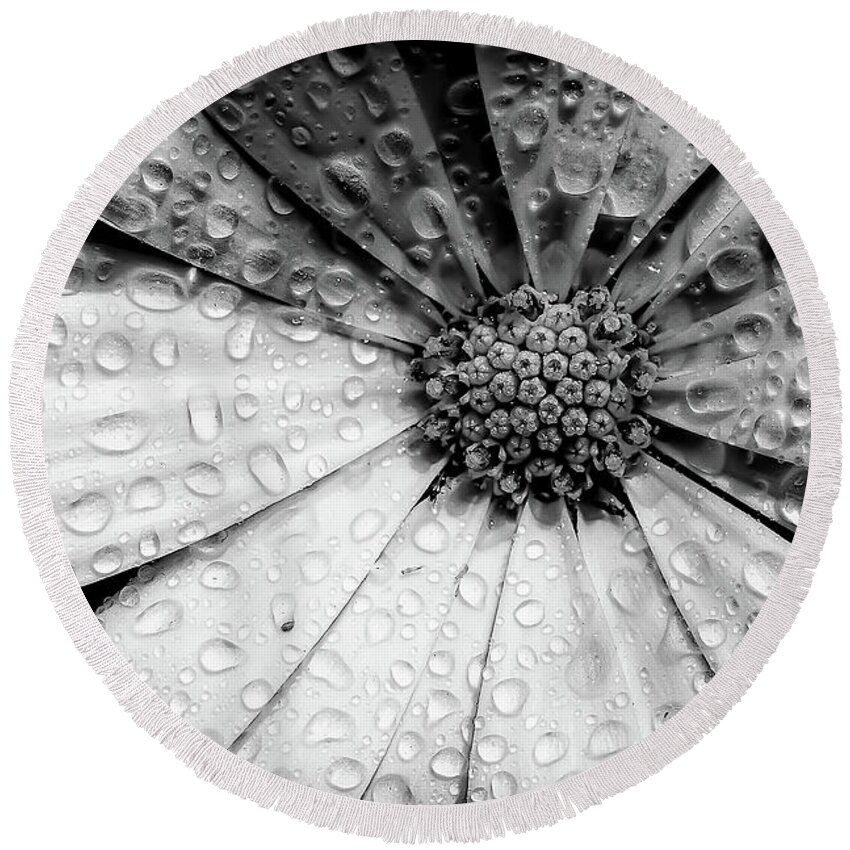 Garden Round Beach Towel featuring the photograph Osteospermum petals black and white with water by Simon Bratt