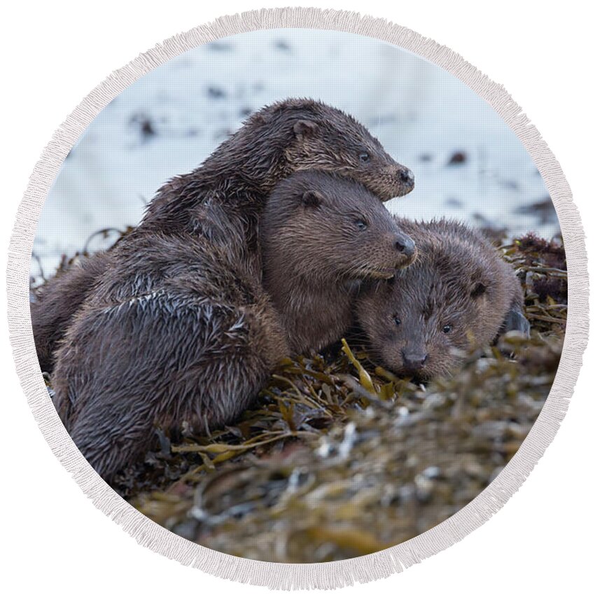 Otter Round Beach Towel featuring the photograph Otter Family Together by Pete Walkden