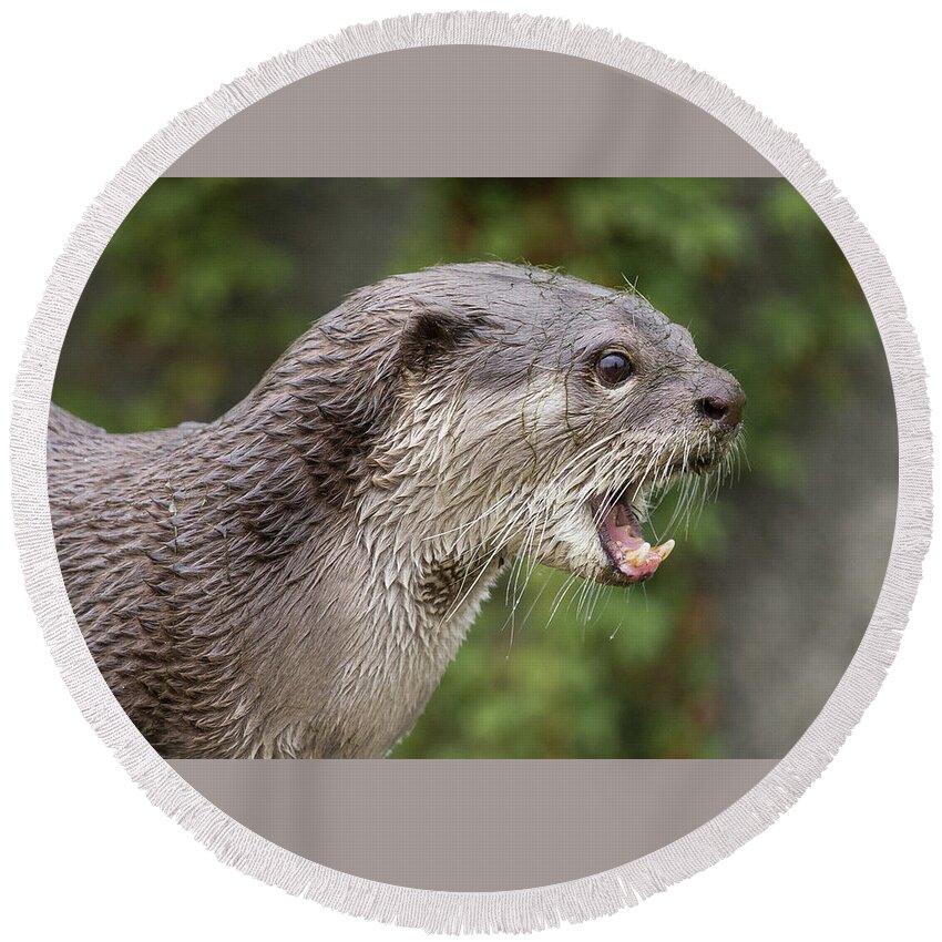 Otter Round Beach Towel featuring the photograph Otter by Nigel R Bell