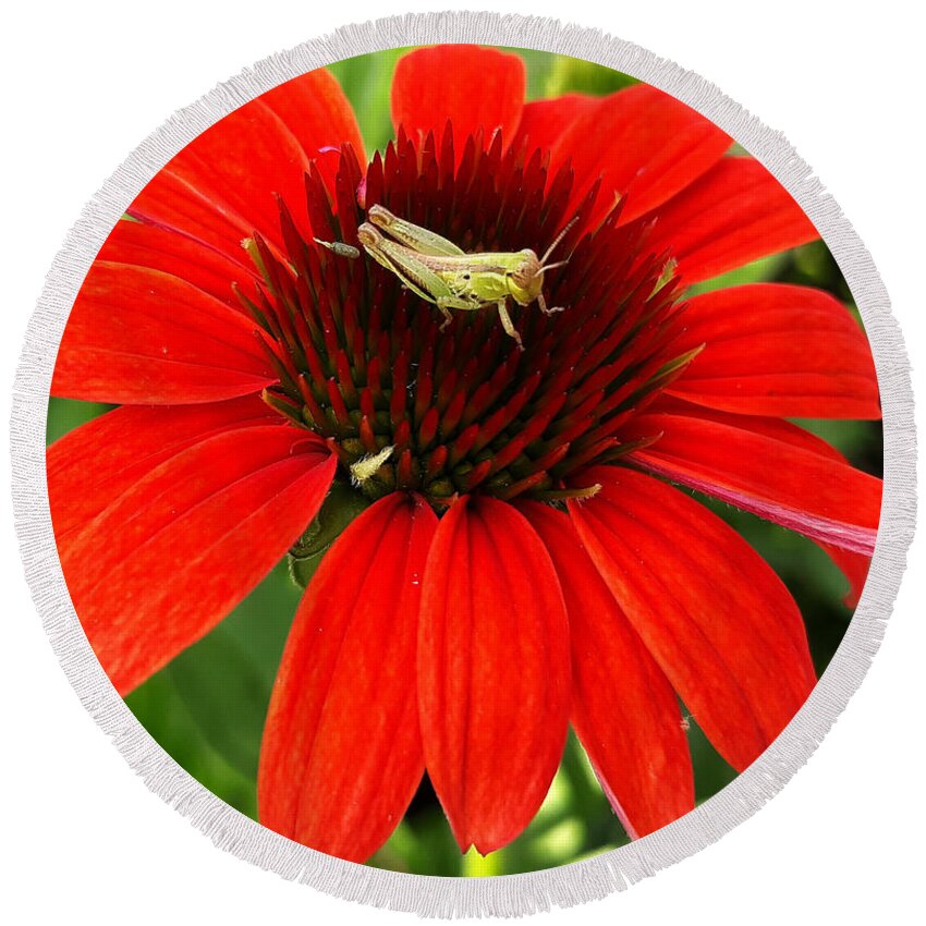 Insect Round Beach Towel featuring the photograph Ouch Ouch Ouch by Dani McEvoy