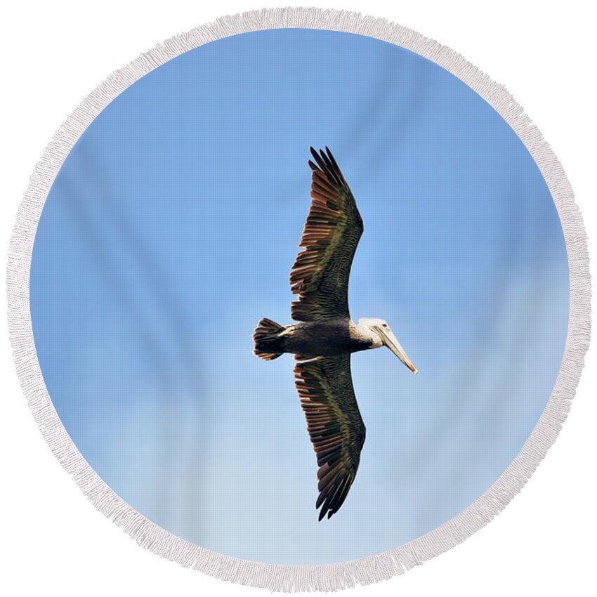 Brown Pelican Round Beach Towel featuring the photograph Overflight by Climate Change VI - Sales