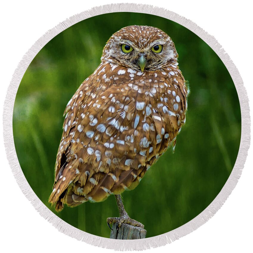 Burrowing Owl Round Beach Towel featuring the photograph Burrowing Owl by Debra Kewley
