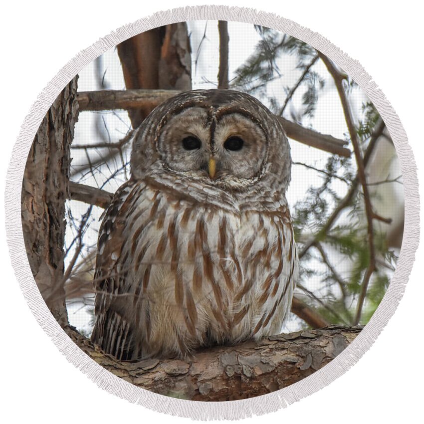 Owl Round Beach Towel featuring the photograph Owl in Tree by Michelle Wittensoldner