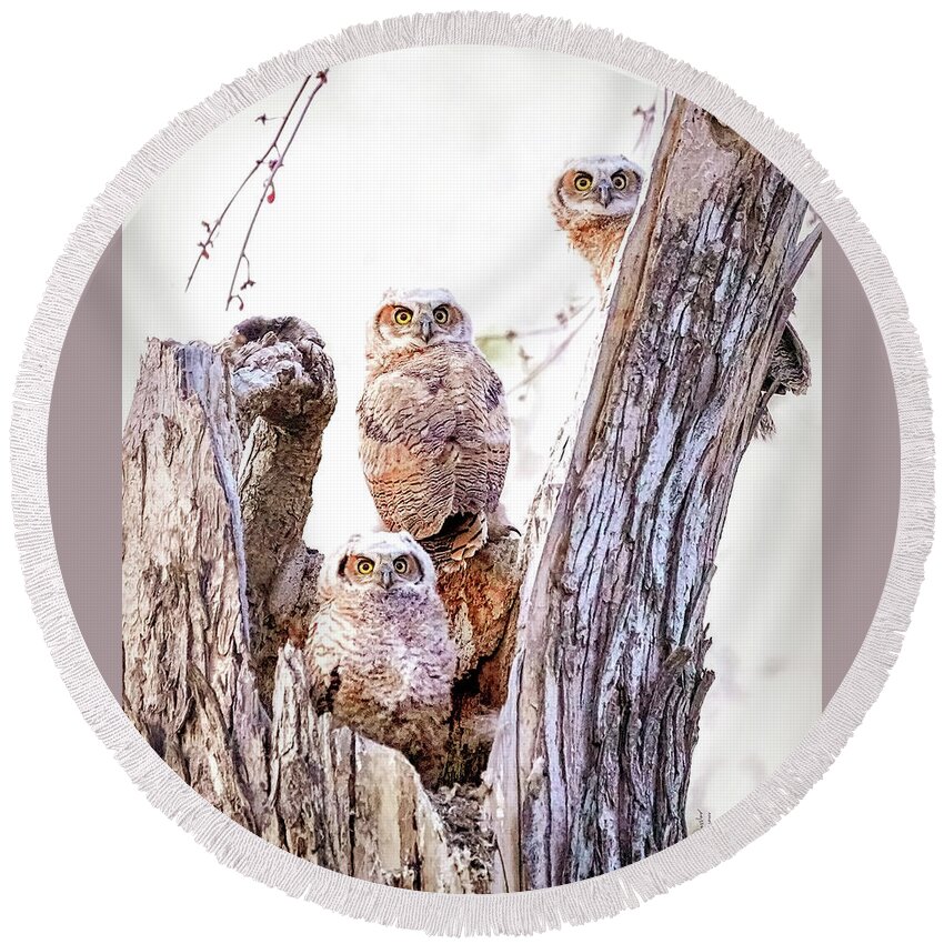 Great Horned Owl Round Beach Towel featuring the photograph Owl Trio Standing Guard by Judi Dressler