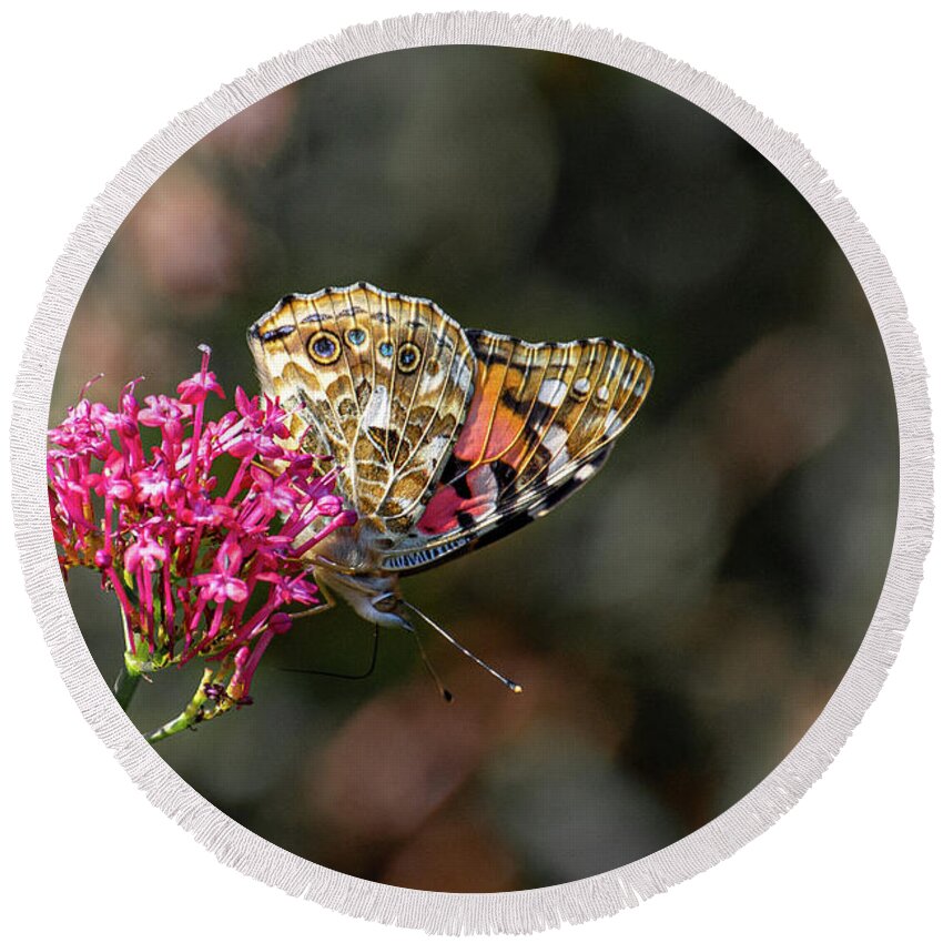 Bright Round Beach Towel featuring the photograph Painted Lady Butterfly with wings closed by Scott Lyons