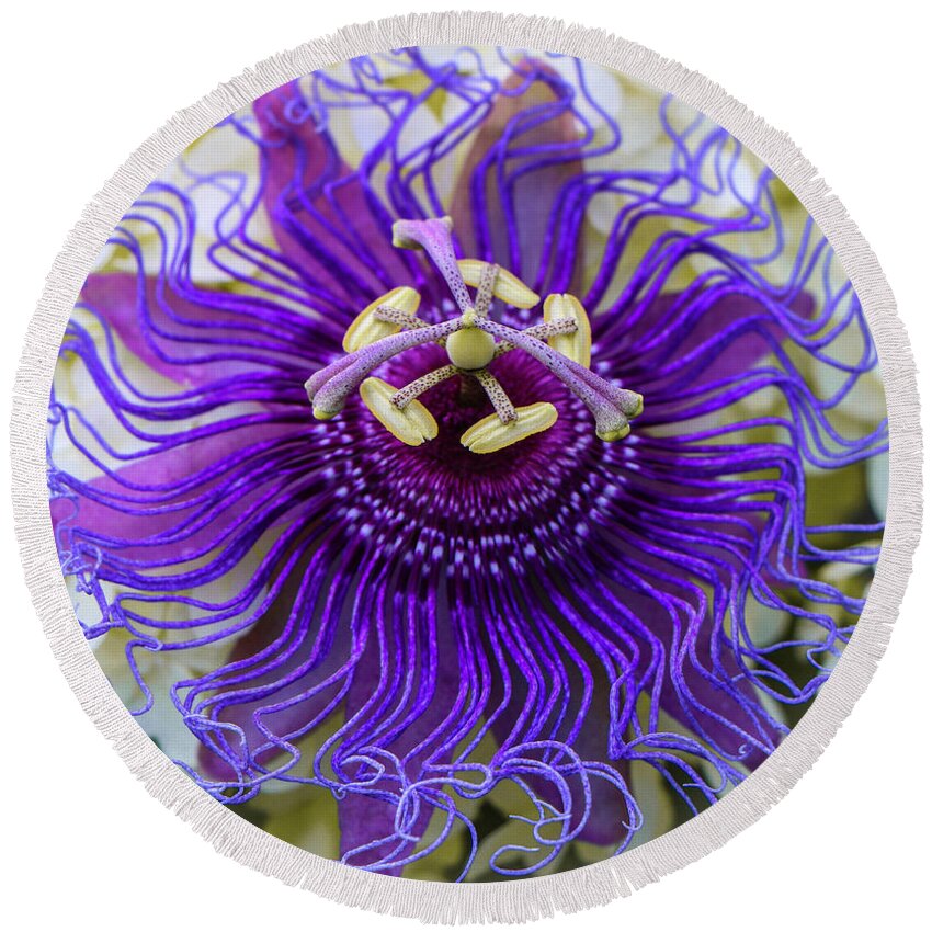 Flowers Round Beach Towel featuring the photograph Passiflora Incarnata by Venetia Featherstone-Witty