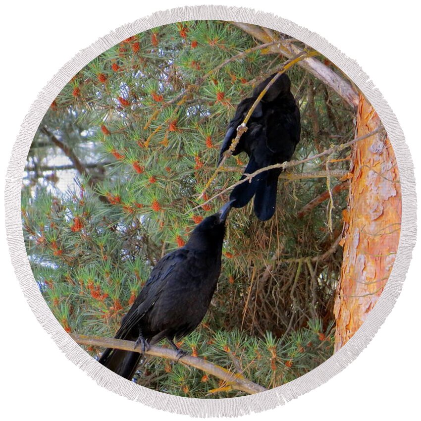 Corvus Brachyrhynchos Round Beach Towel featuring the photograph Pay attention to me by Jean Evans