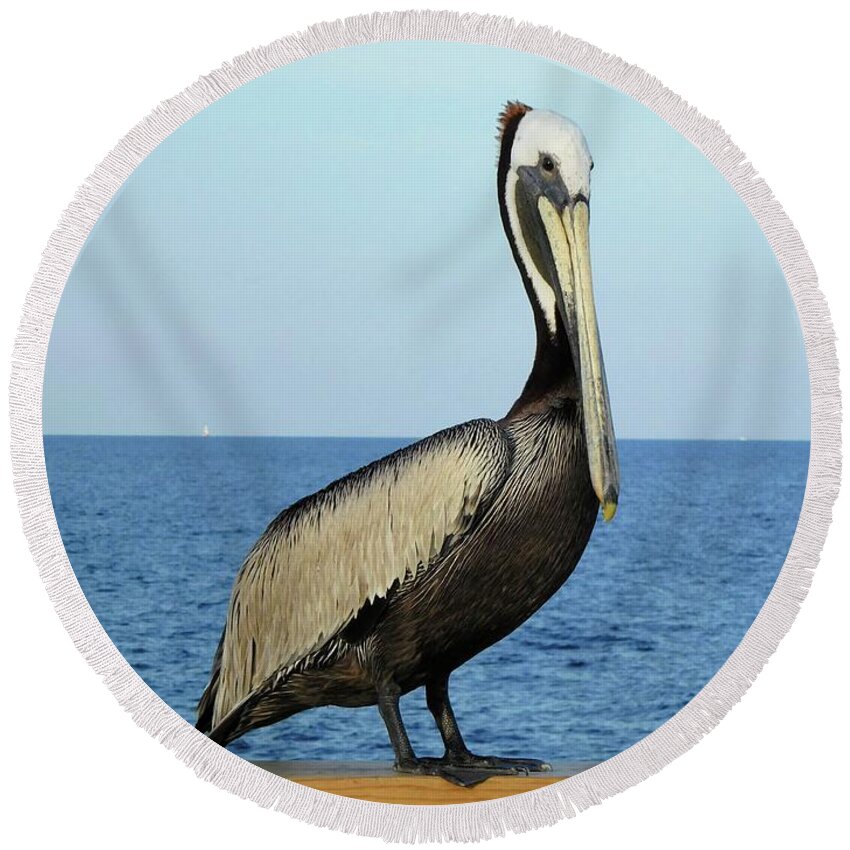 Birds Round Beach Towel featuring the photograph Pelican Portrait II by Karen Stansberry