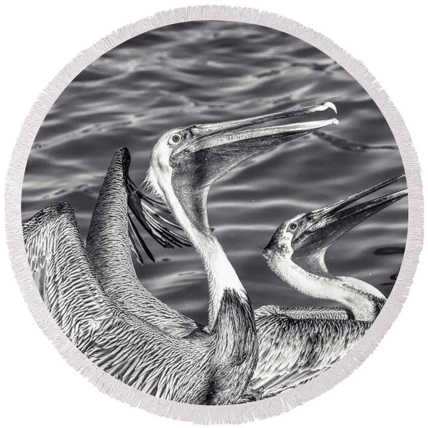 Pelican In Flight Round Beach Towel featuring the photograph Pelicans - Black And White by Stefano Senise