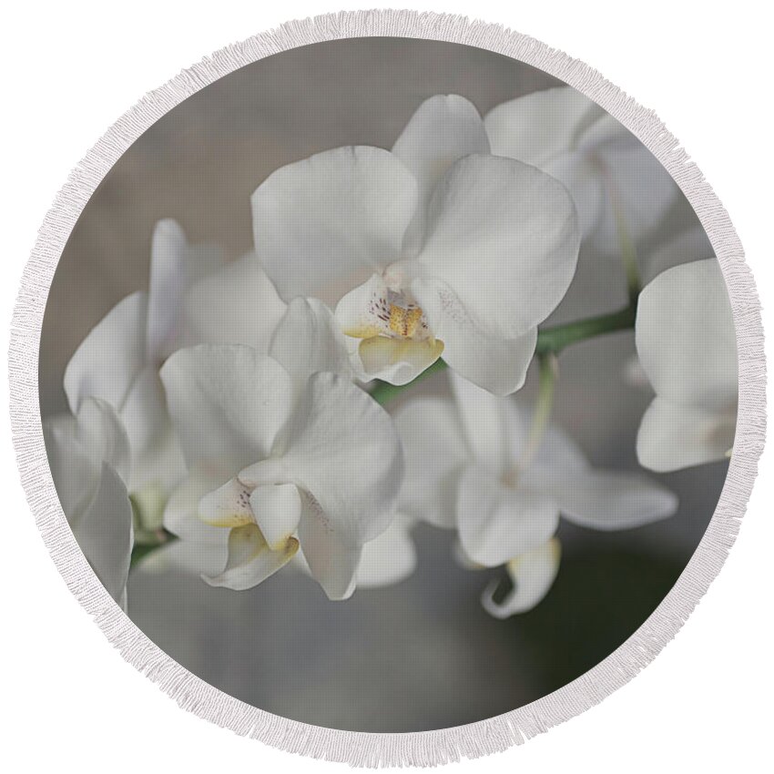 Orchid Round Beach Towel featuring the photograph Phalaenopsis Orchid 4647 by Teresa Wilson
