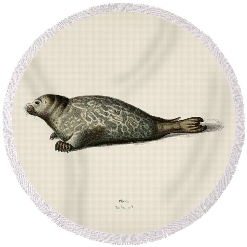 Atlantic Gray Seal Round Beach Towels