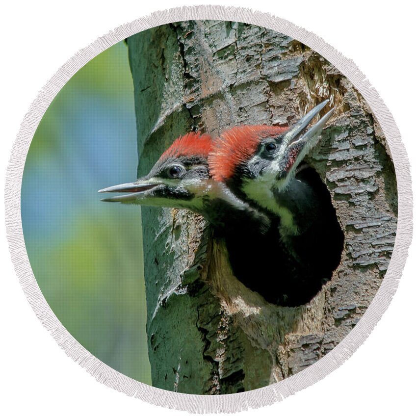 Cheryl Baxter Photography Round Beach Towel featuring the photograph Pileated Woodpecker Chicks by Cheryl Baxter