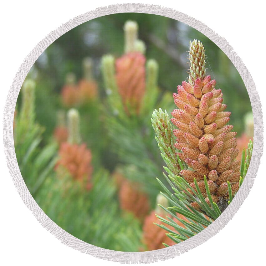 Pine Round Beach Towel featuring the photograph Pine Flowers by Rich Collins