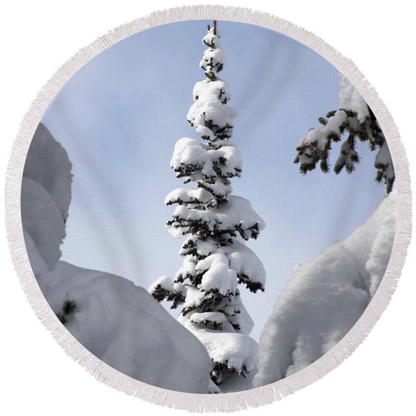 Snow Round Beach Towel featuring the photograph Pine Framed in Powder by Brett Pelletier