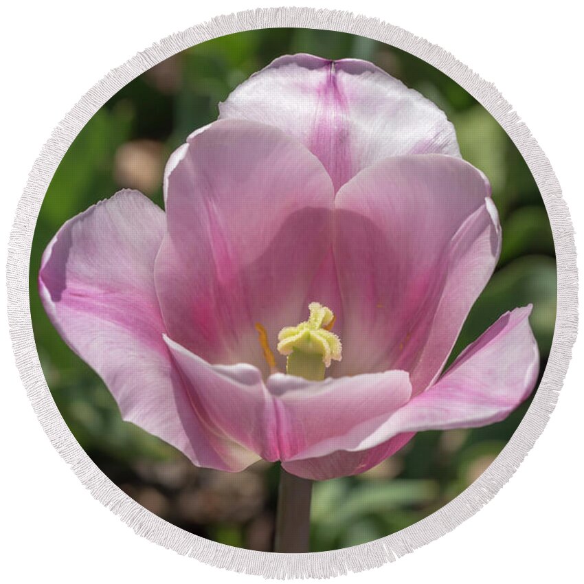 Tulip Round Beach Towel featuring the photograph Pink-and-White Tulip by Dawn Cavalieri