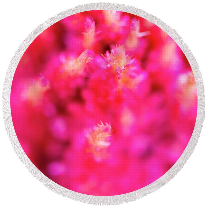 Abstract Round Beach Towel featuring the photograph Pink Celosia Flower Abstract by Raul Rodriguez