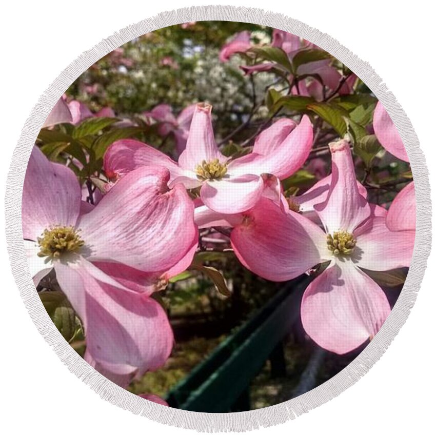 Bloom Round Beach Towel featuring the photograph Pink Dogwood Blooms by Christopher Lotito
