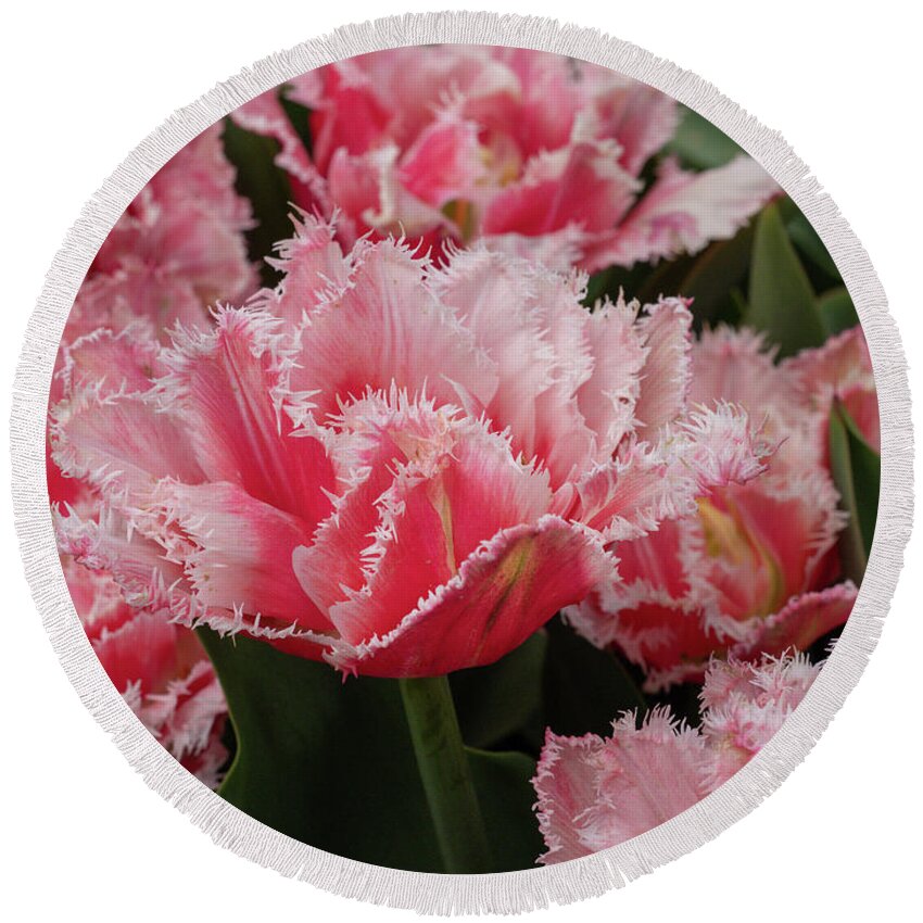 Flowers Round Beach Towel featuring the photograph Pink Fringe Tulips by Louis Dallara
