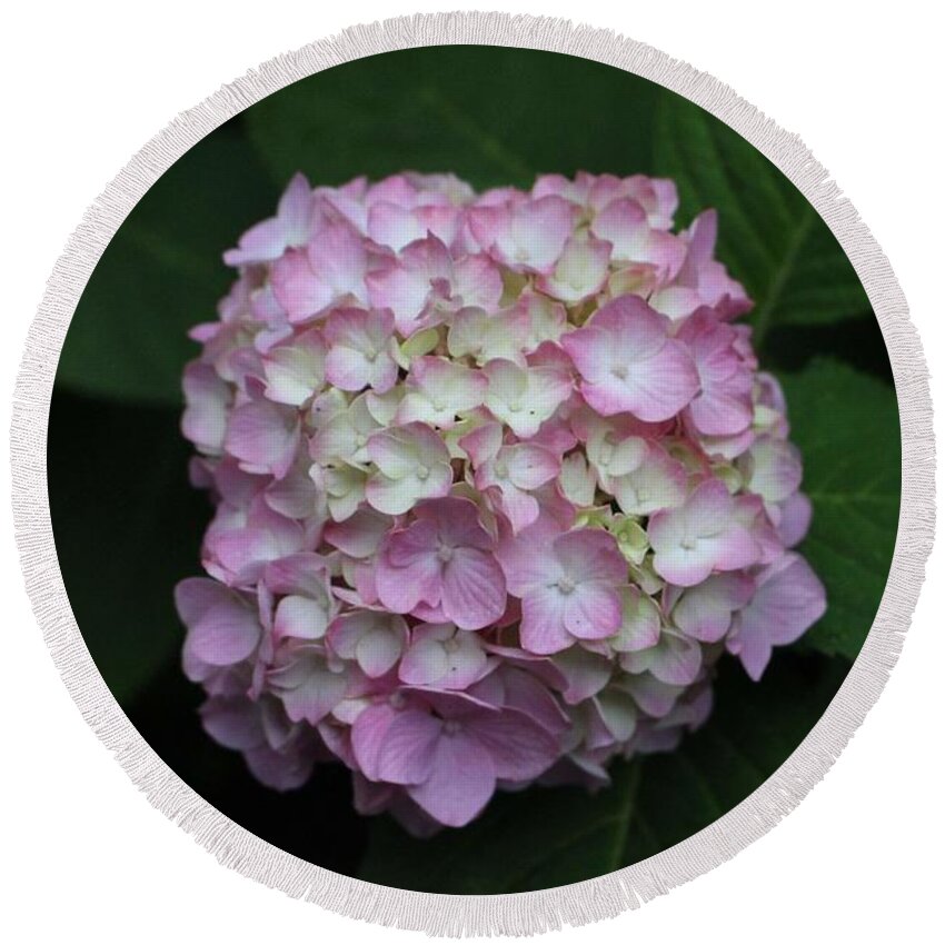 Pink Round Beach Towel featuring the photograph Pink Hydrangea by Christopher Lotito
