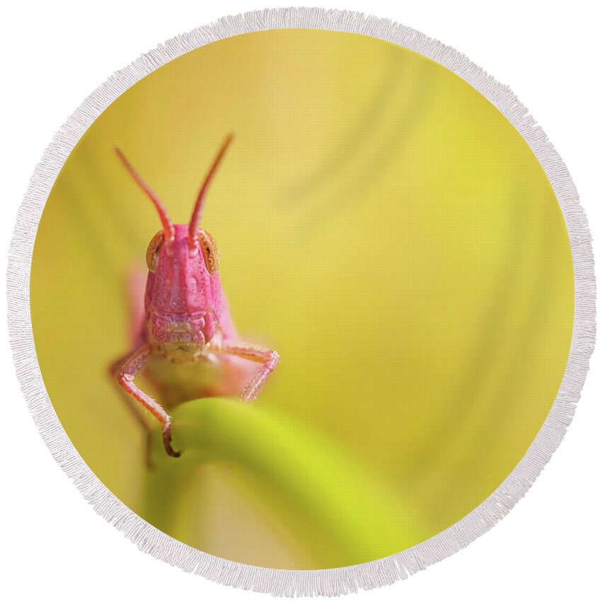 Pink Grasshopper Round Beach Towel featuring the photograph Pink Nymph by Roeselien Raimond
