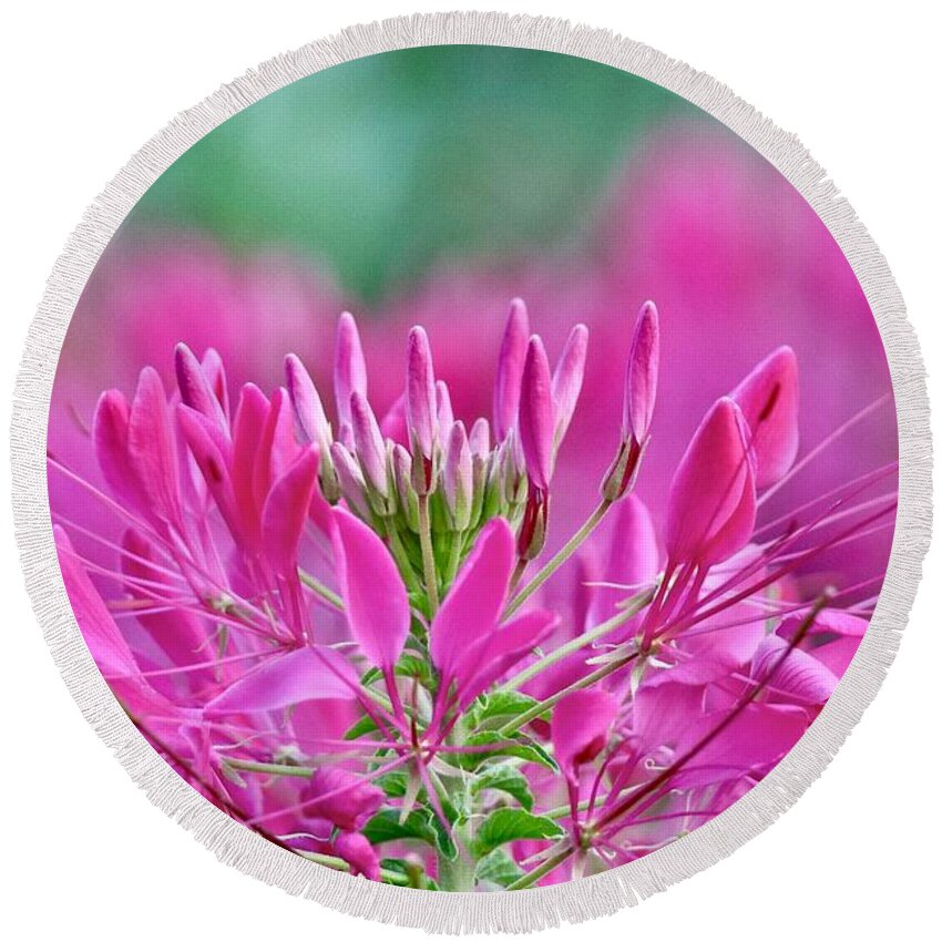 Flower Round Beach Towel featuring the photograph Pink Queen by Susan Rydberg