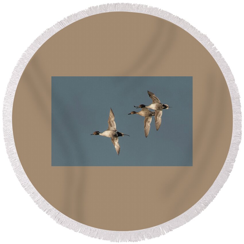 Pintale Duck Round Beach Towel featuring the photograph Pintale Duck by Minnie Gallman