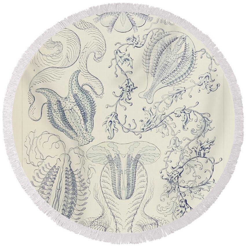 Ernst Haeckel Round Beach Towel featuring the drawing Plate 27 Hormiphora Ctenophorae By Ernst Haeckel by Ernst Haeckel