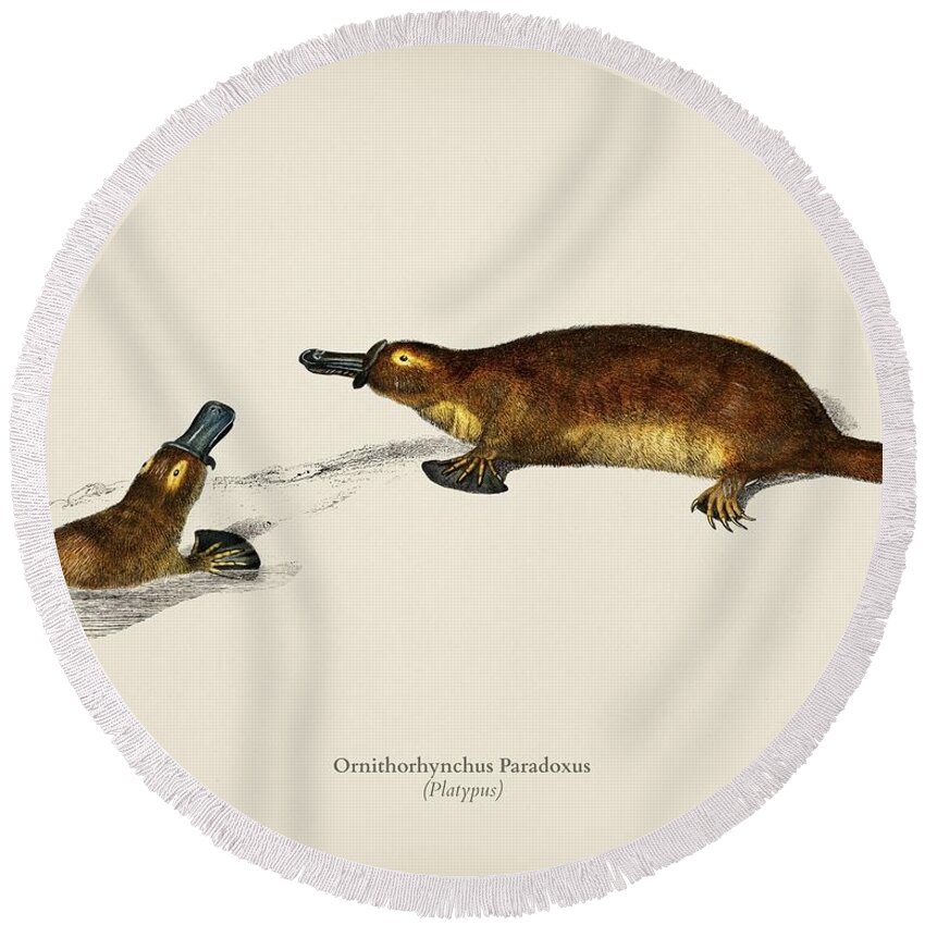 Australia Round Beach Towel featuring the painting Platypus Ornithorhynchus Paradoxus illustrated by Charles Dessalines D' Orbigny 1806-1876 by Celestial Images