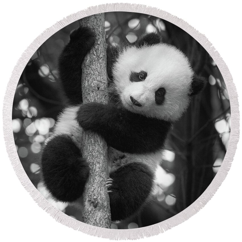 Panda Round Beach Towel featuring the photograph Playful Panda by Erika Valkovicova