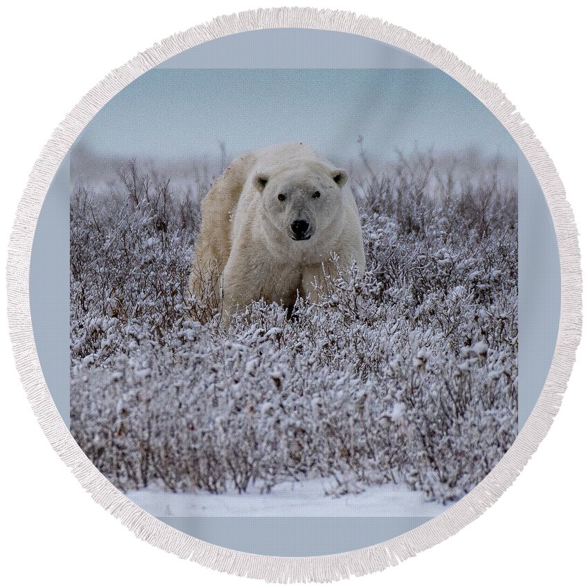 Bear Round Beach Towel featuring the photograph Polar Bear in Snow Covered Willow by Mark Hunter