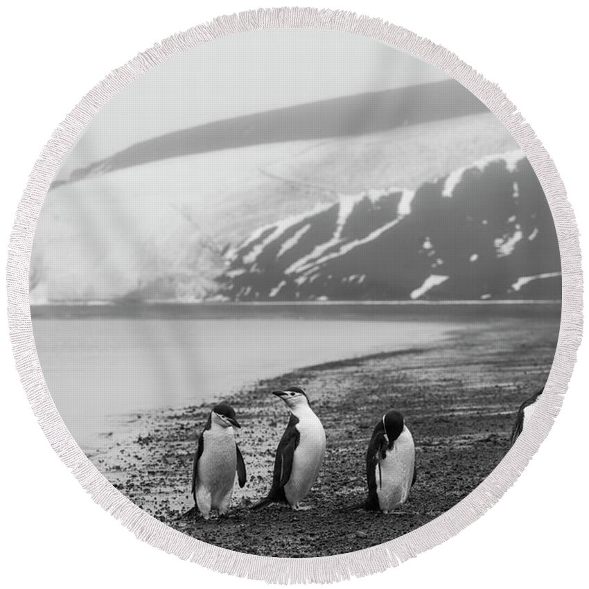 Penguins Round Beach Towel featuring the photograph Police Lineup by Alex Lapidus