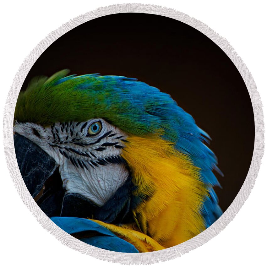 Parrot Round Beach Towel featuring the photograph Polly's Portrait by Carolyn Mickulas