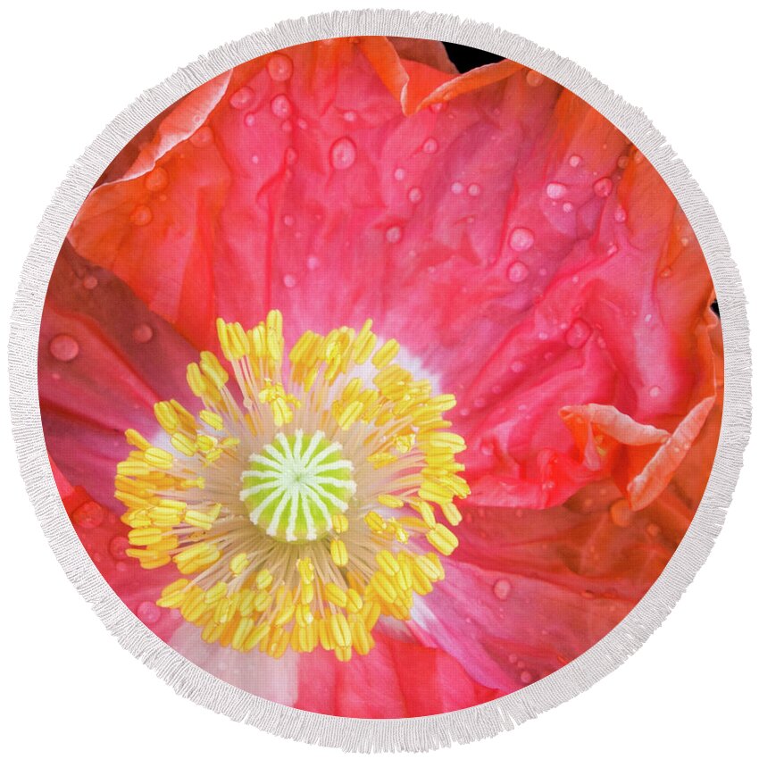 #poppy #coral #flower #spring #summer #petals #yellow #orange #pink #green #wildflowers #fresh #happy #closeup Round Beach Towel featuring the photograph Poppy Closeup by Cheryl McClure